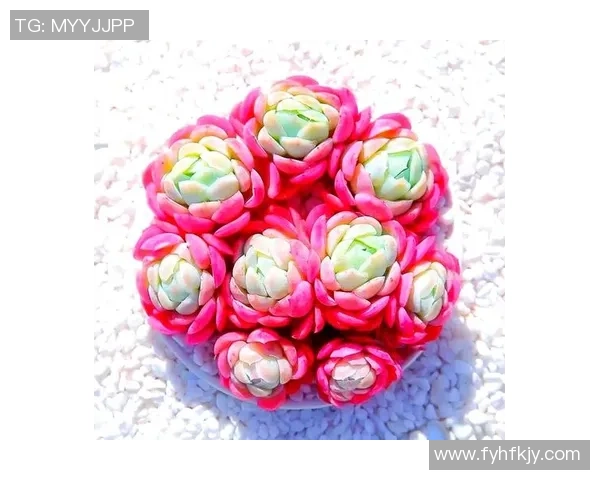 探索足球多肉的魅力与养护技巧让你的植物生活更加丰富多彩 探索足球多肉的魅力与养护技巧让你的植物生活更加丰富多彩